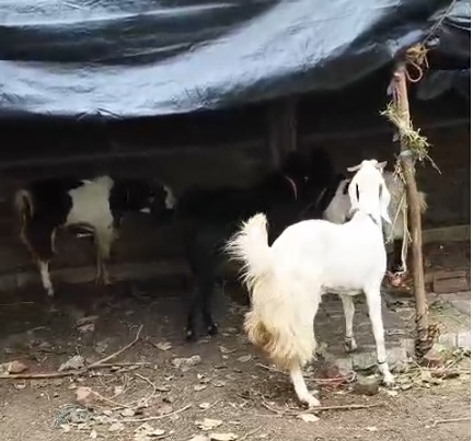 bakra image